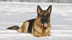 13 Niemieckich ras psów: powściągliwość i godność